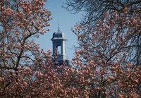 Frühling am Hofgarten